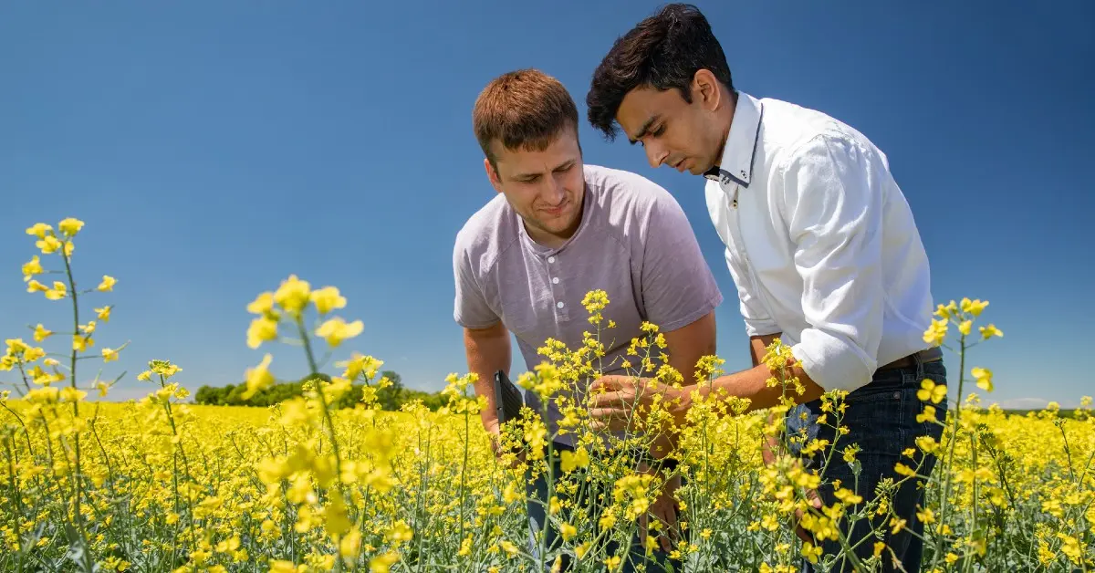 Farmer and advisor in field inspecting crops.