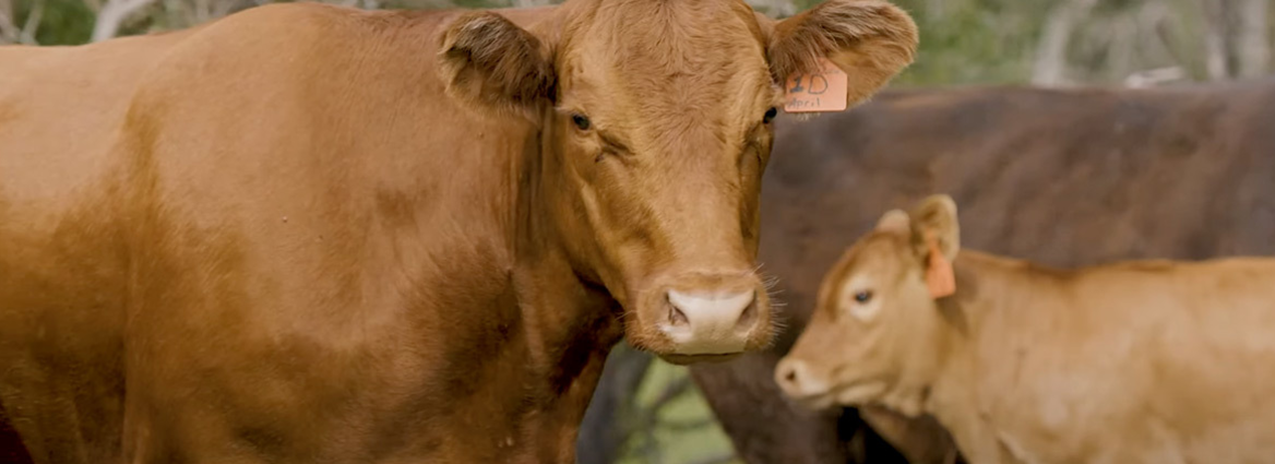 Feedlot Health - Cows - Cows
