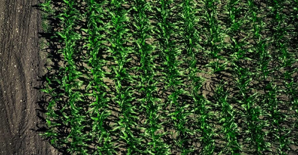 Drone overhead shot of a field of crops.