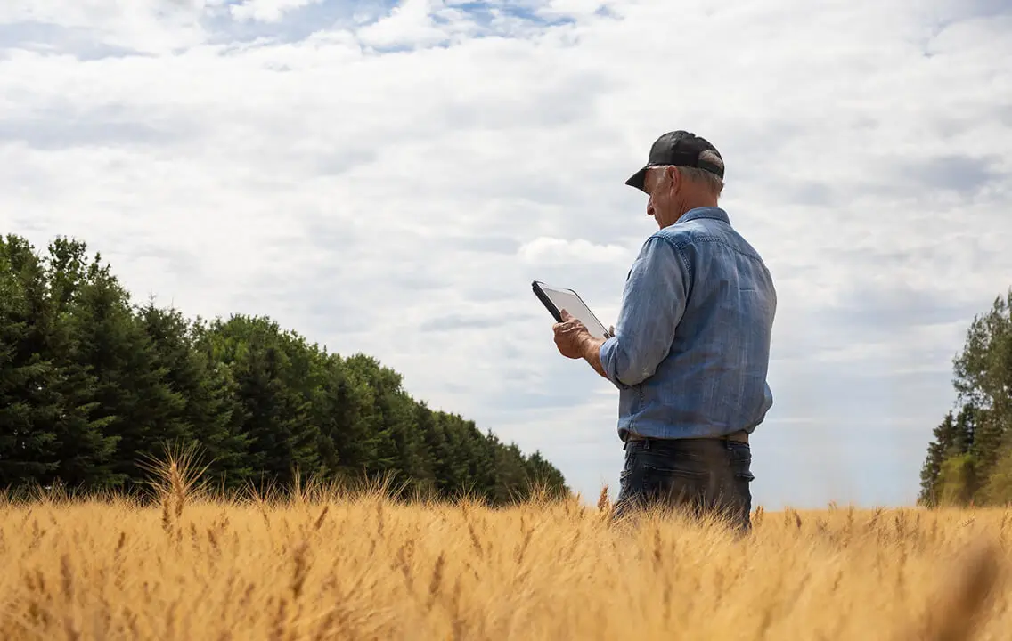 A man standing in a wheat field looking at a tablet