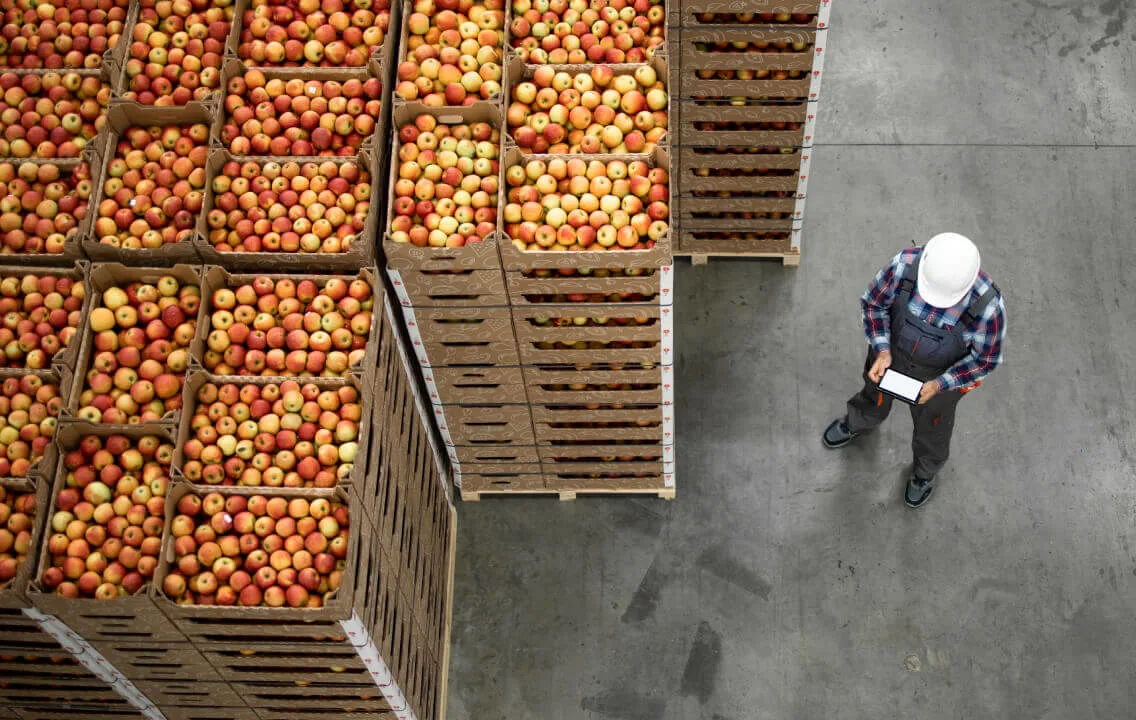 A worker standing in front of crates of apples