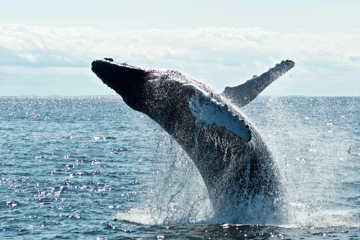 A whale jumping out of the ocean