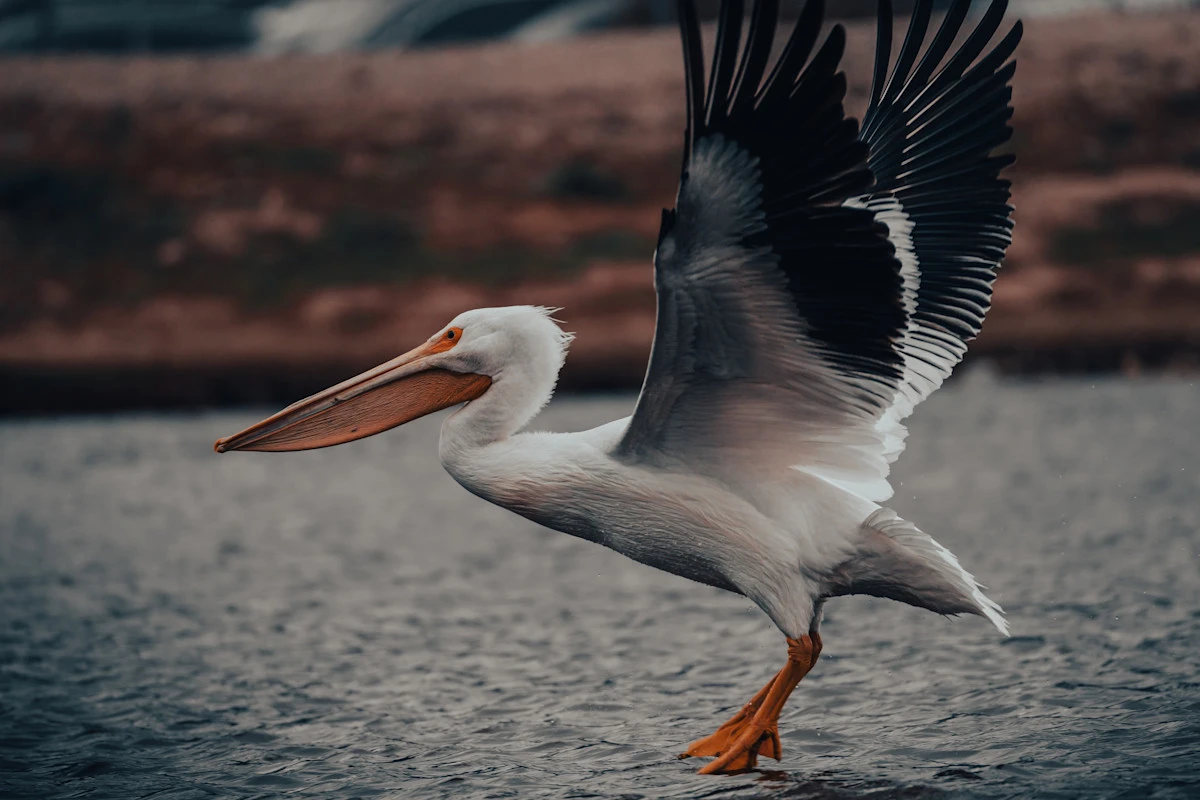 A pelican landing on the water