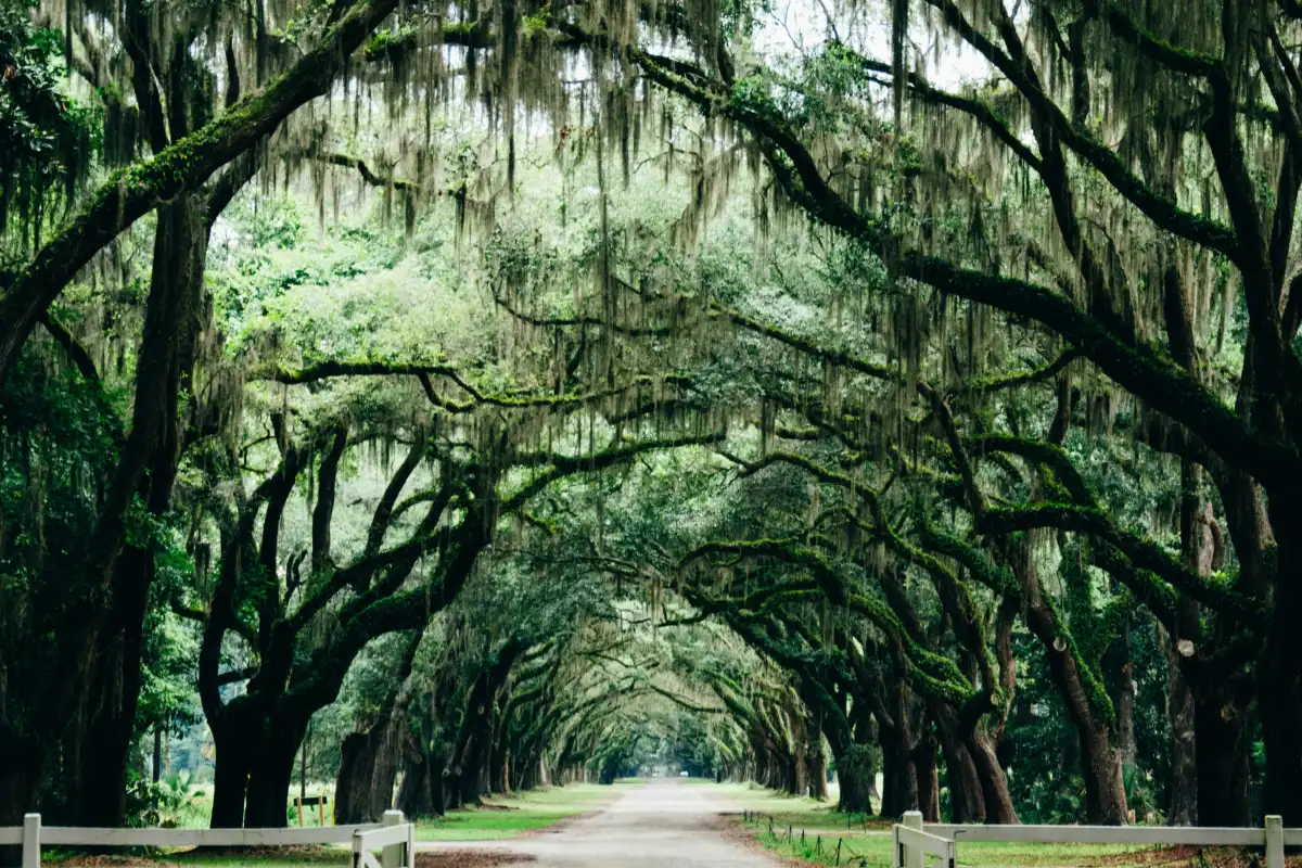 Golf course framed by moss-draped oak trees