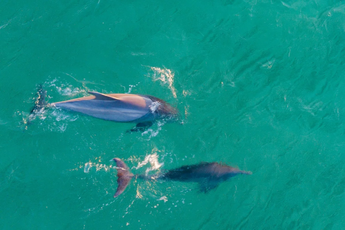 Dolphins swimming in turquoise water