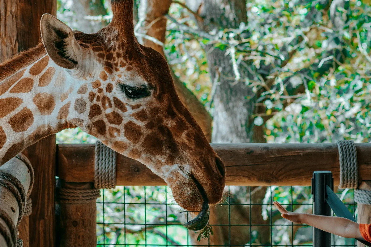 Jacksonville Zoo and Gardens