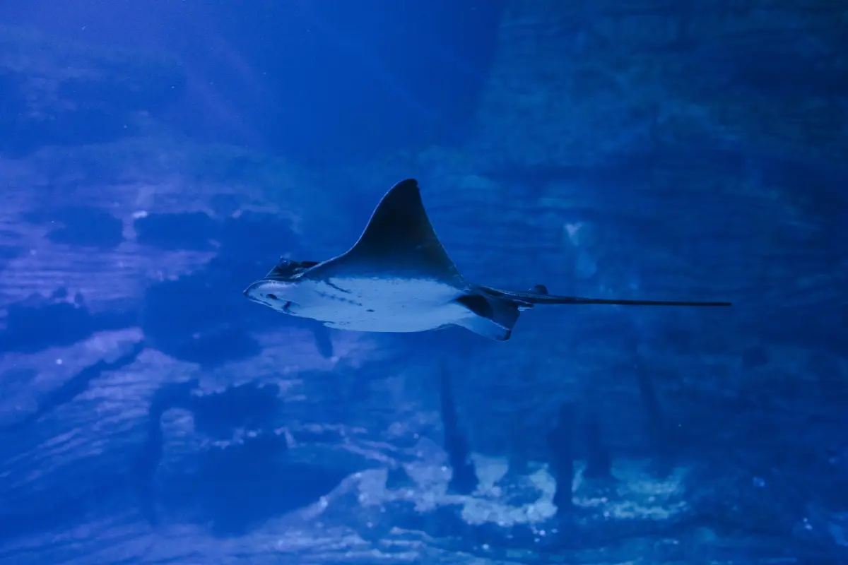 A stingray floating in the water
