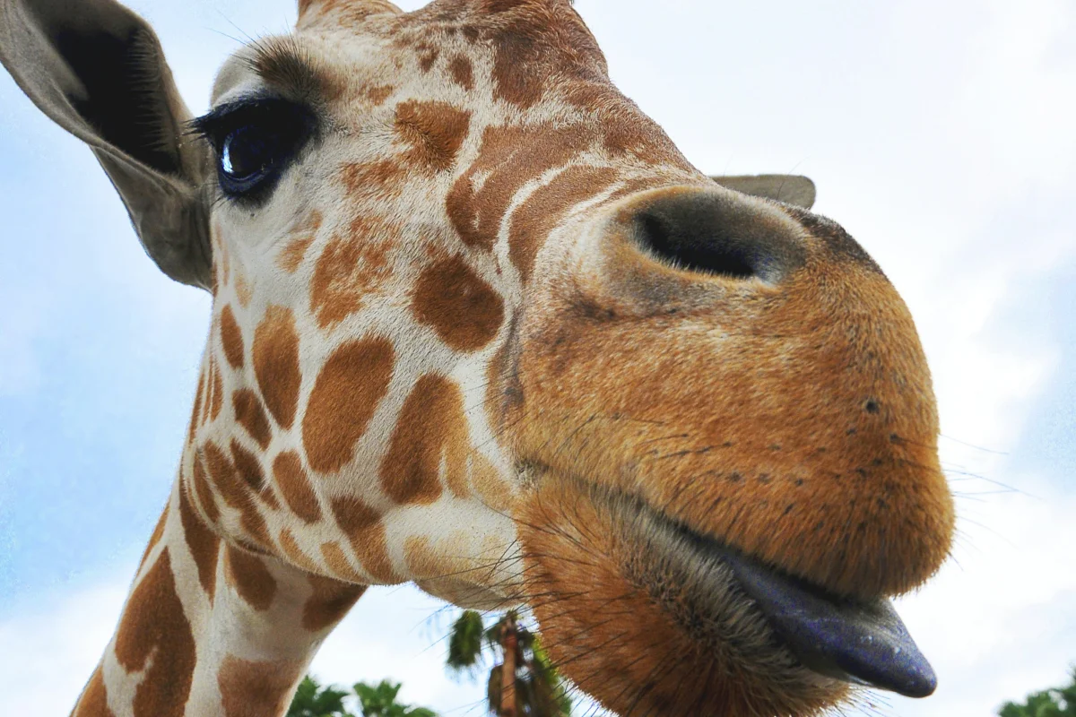 Giraffe standing among palm trees at a sunny Tampa zoo
