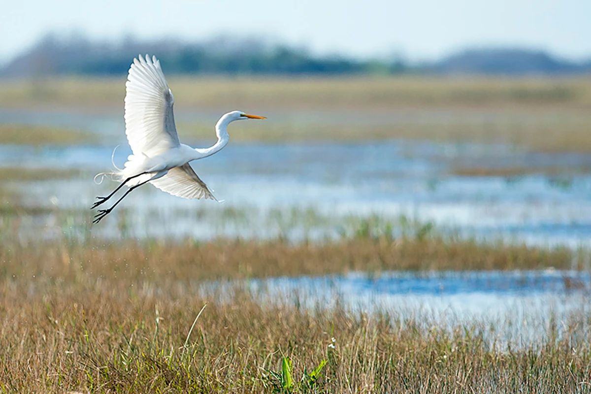 A bird landing in a wetlands