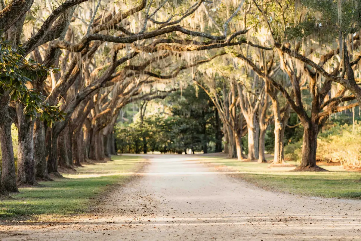 Fall in Charleston