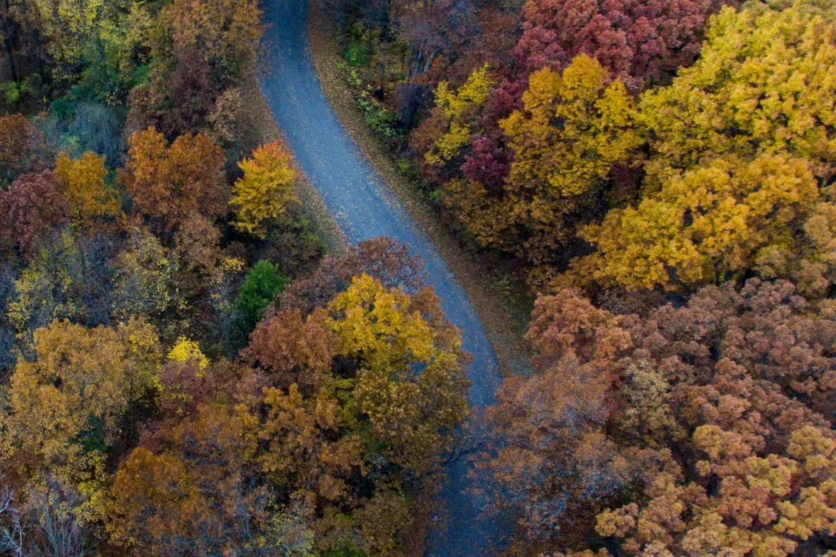 Colorful trees surrounding a walking path