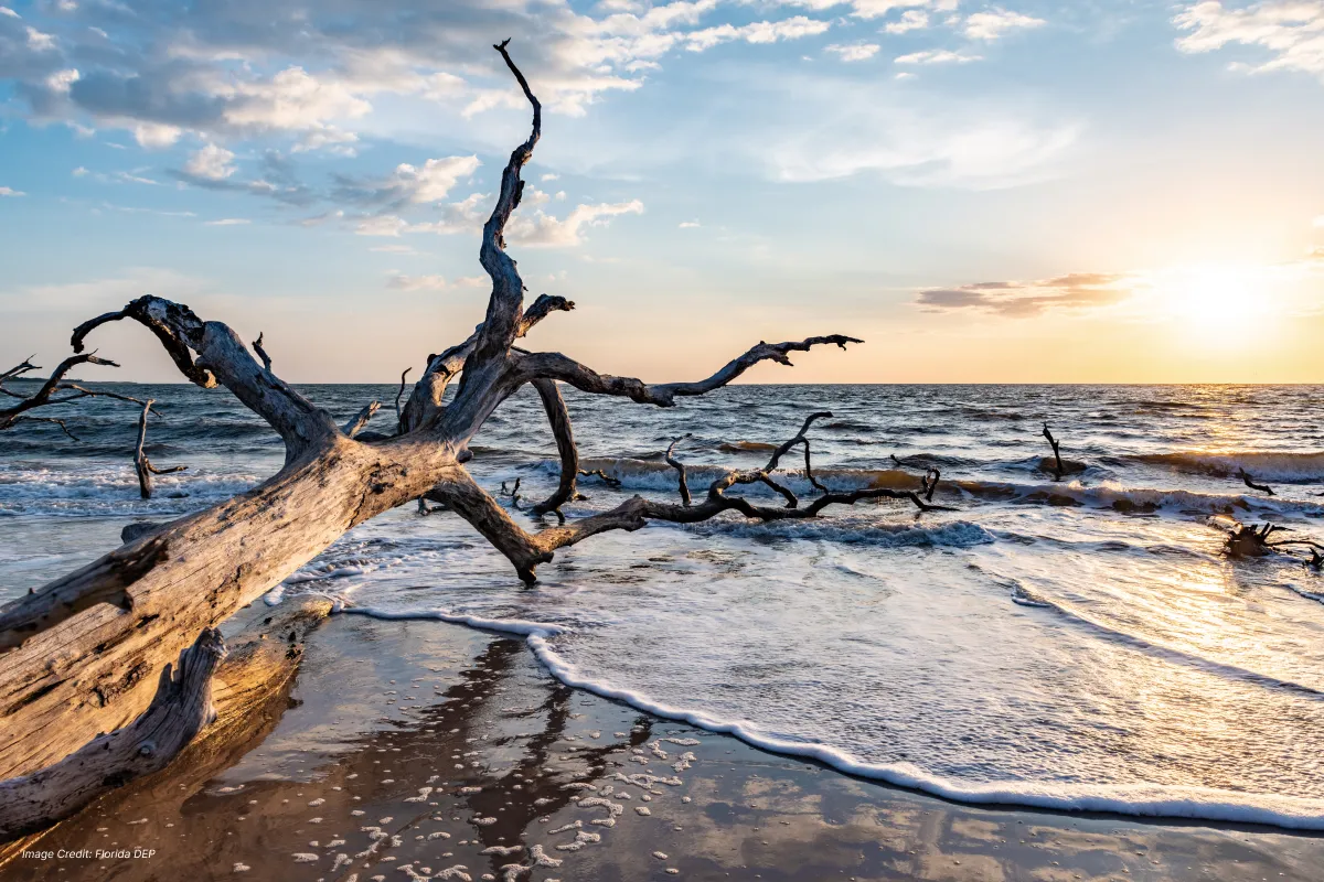 Hiking trails at Big and Little Talbot Island State Parks near Jacksonville, FL