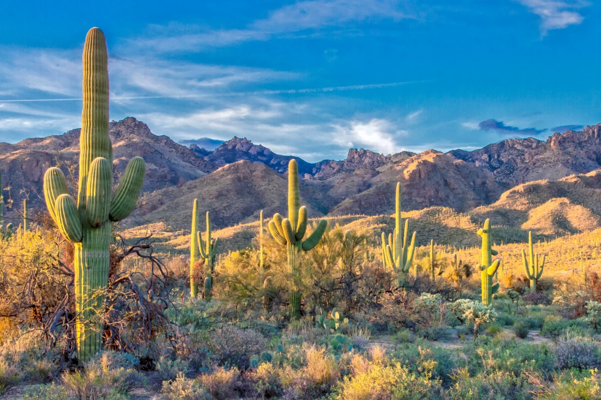 Tall cacti surrounded by rocky hills