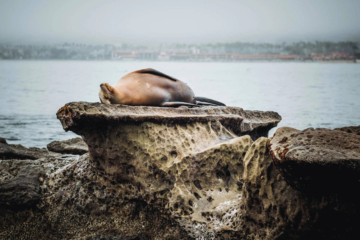 A sea lion sitting on a rock