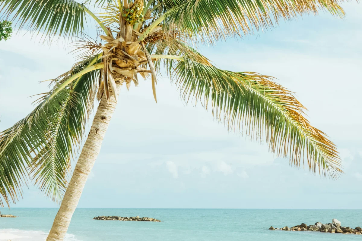 A palm tree and a white sand beach with turquoise water