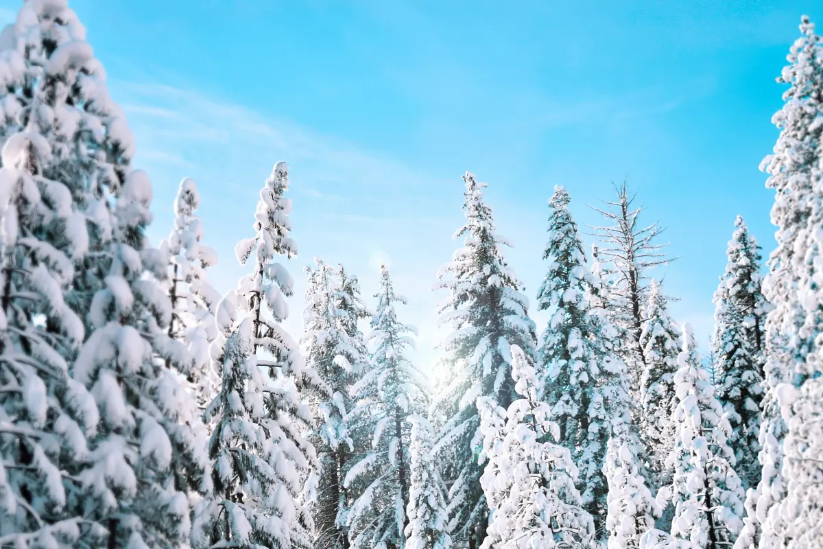 Trees covered in snow
