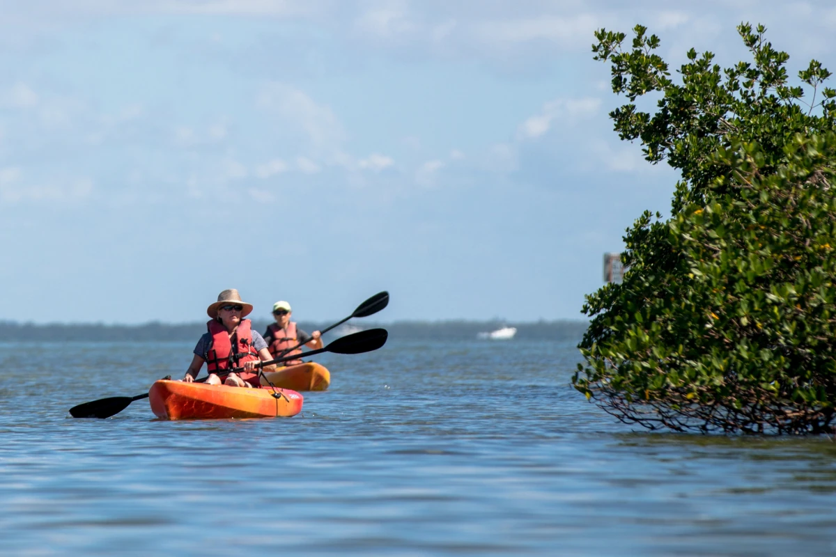 Two people kayaking next to a mangrove forest