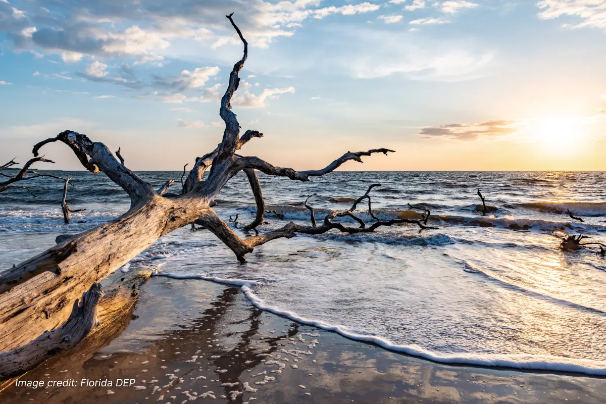 A fallen tree next to the ocean
