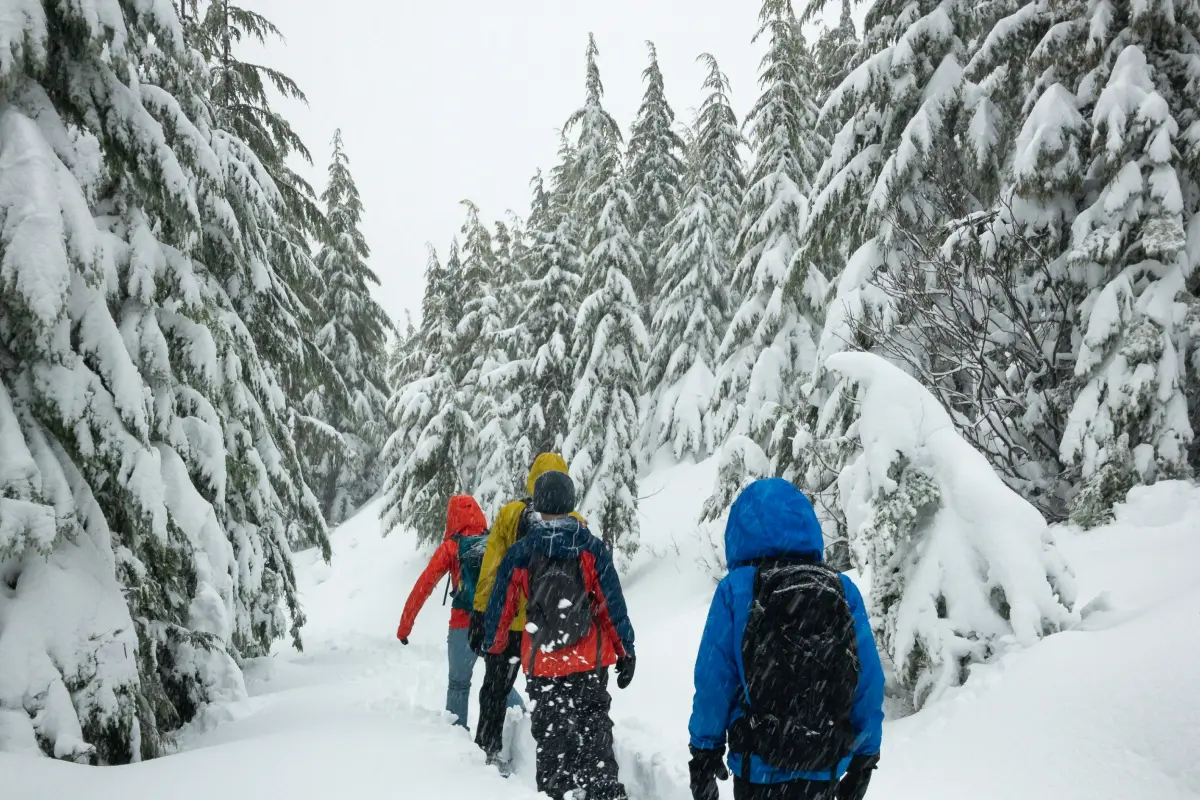 A group snowshoeing through trees