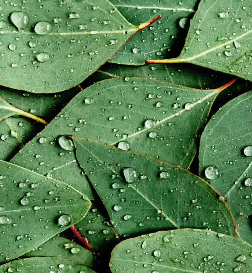 Macro shot of eucalyptus leaves.