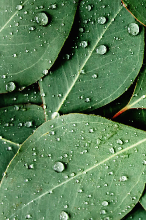 Macro shot of green eucalyptus leaves.