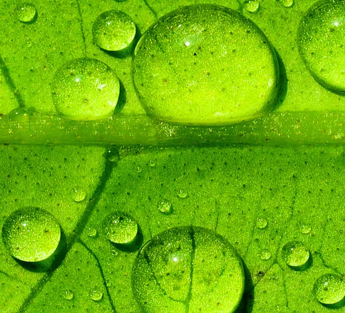 Macro shot of water on the leaves