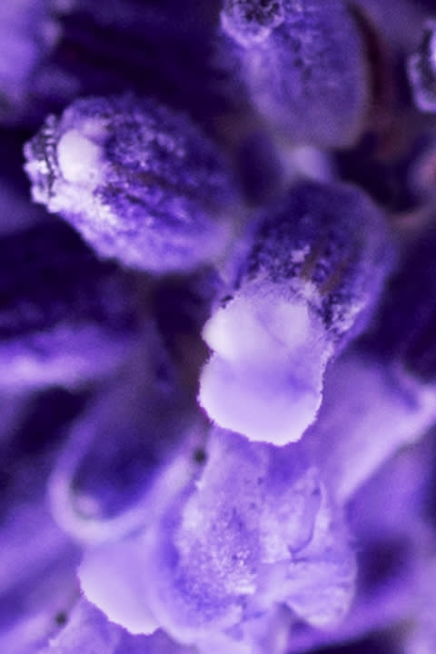 Macro shot of lavender flowers.