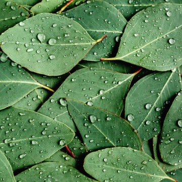 Close up photograph of eucalyptus leaves