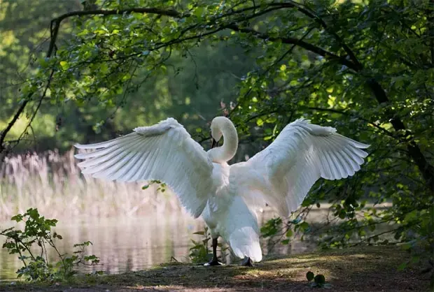 Faune Flore Martiniquqe