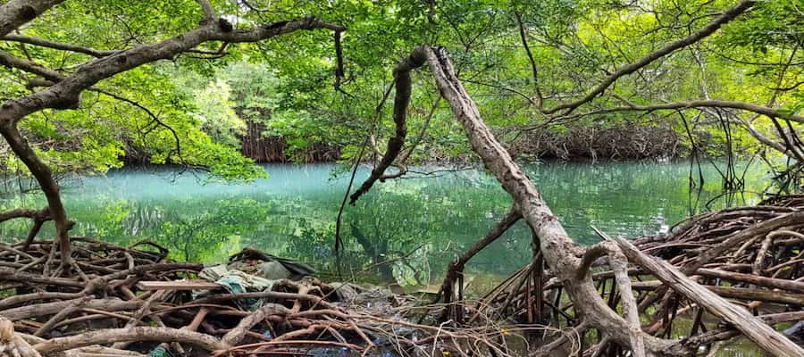 Palétuviers mangrove martinique