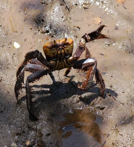 crabe mangrove martinique