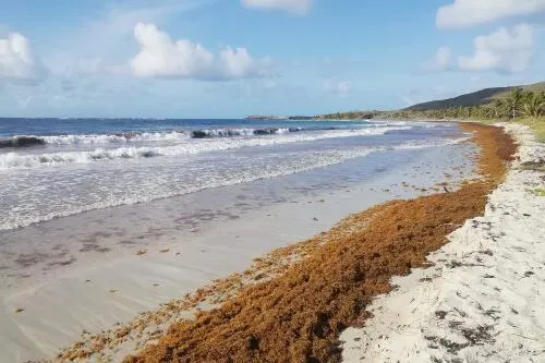 Sargasses plages Martinique