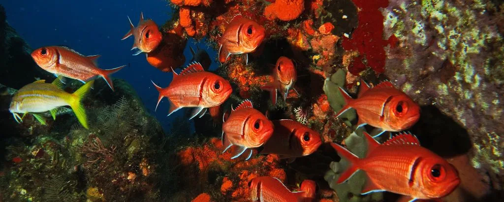 Récif sous-marin - Spot de Plongée en Martinique