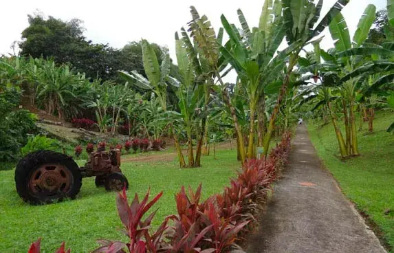 musee banane martinique