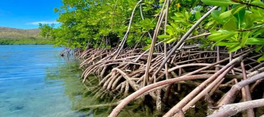 mangrove martinique 