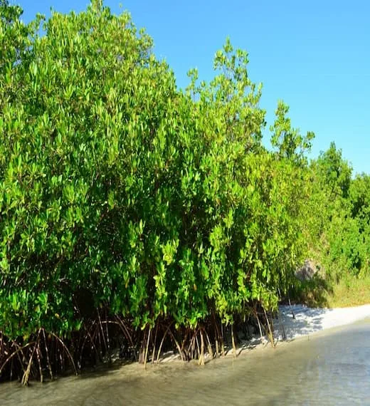 interet mangrove martinique 