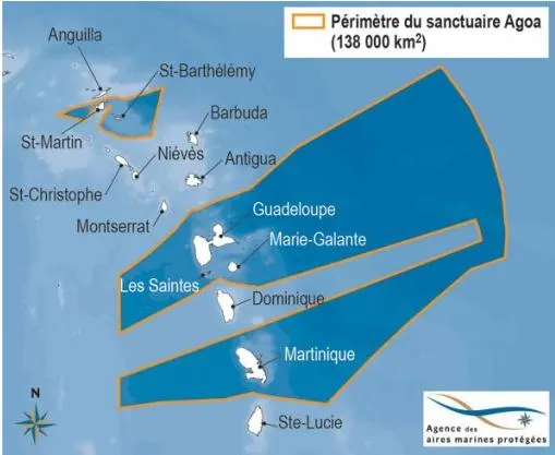 martinique agoa santuaire mamiferes marins perimetre