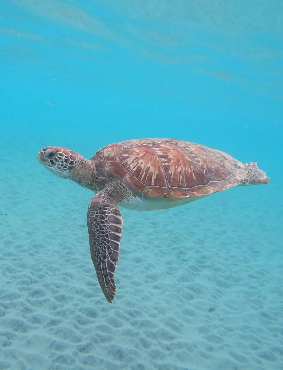 Tortue Snorkeling - Plage Anse Dufour