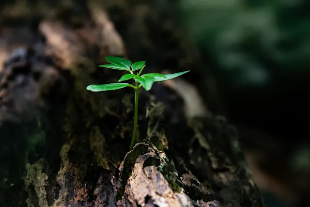 Middlehood: Transforming Crisis into a Second Chance at Life