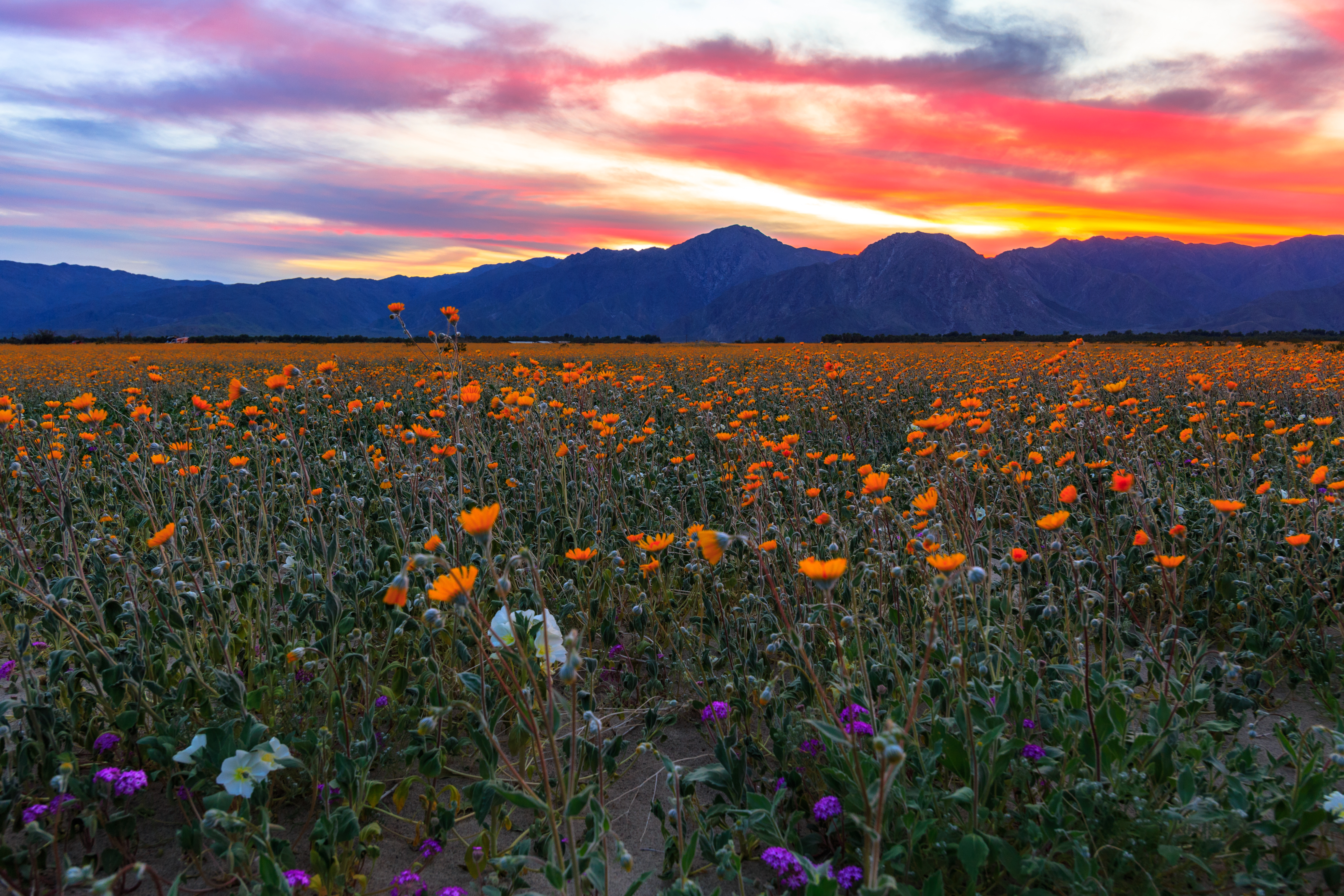 Photo of wildflowers bathed in a colorful sunset in Borrego Springs, CA by Kevin Key.