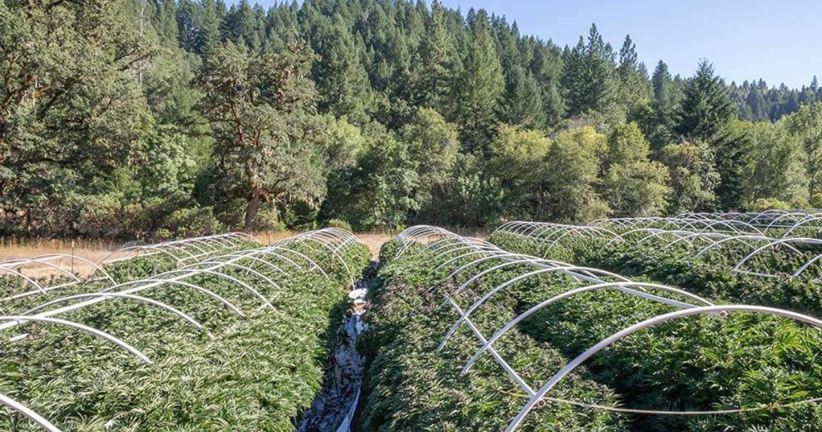 Indica Harvest