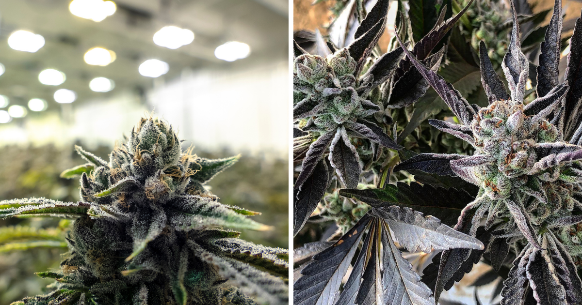 Comparing Look and Feel of Indoor vs. Outdoor Cannabis