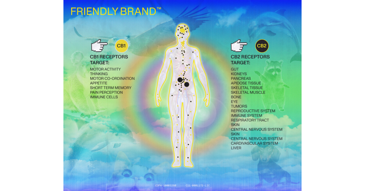 Cannabinoid Receptors