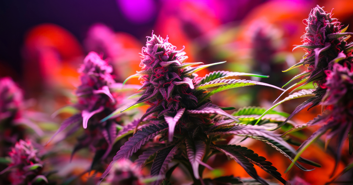 The complexity of apple cannabis strains march and ash blog