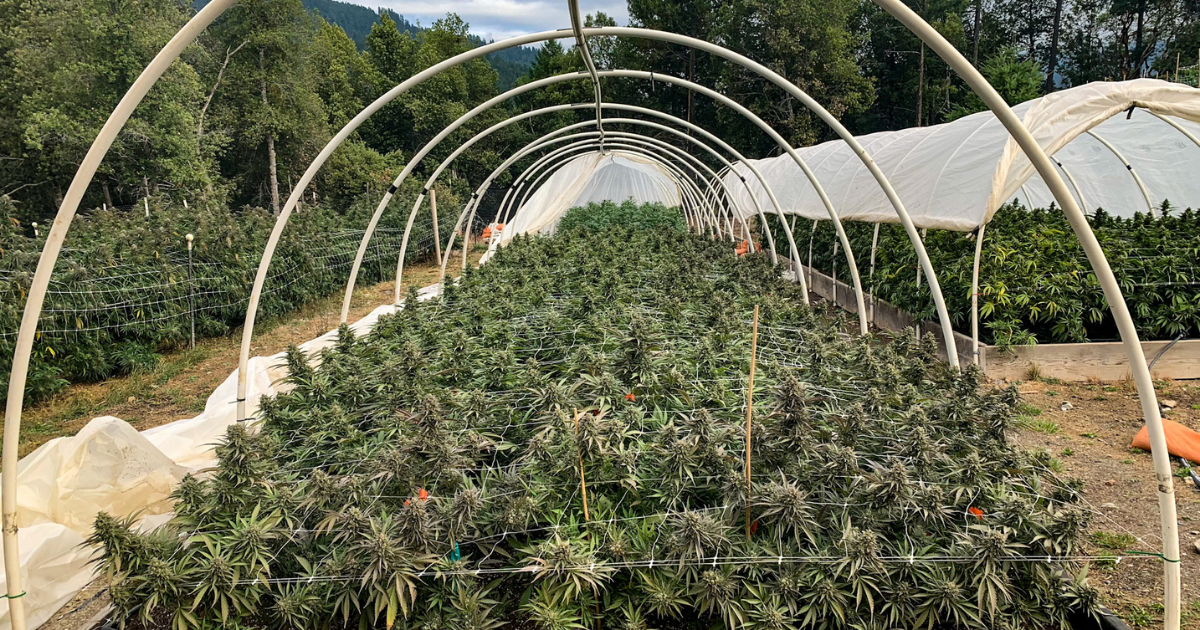 Maximizing the Harvest