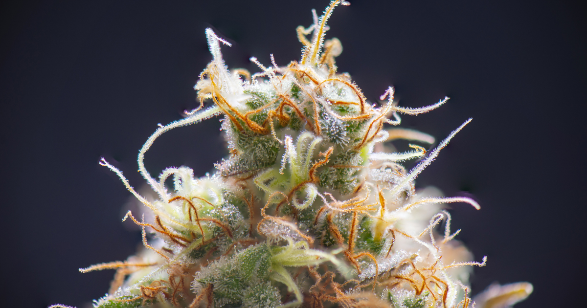 What is THCa?