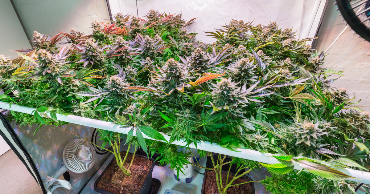 How to Grow Indoor Weed for Beginners