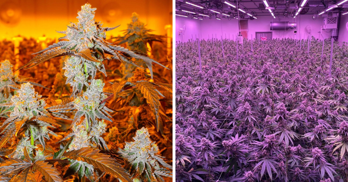 Challenges of Growing Indoor Cannabis