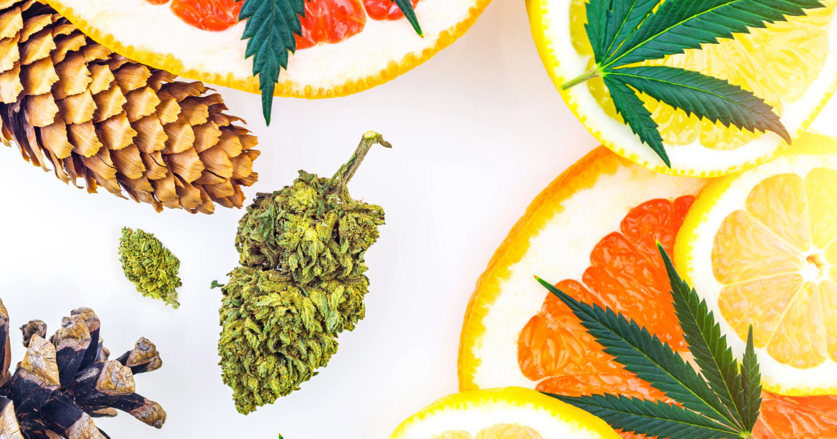 What are Terpenes?