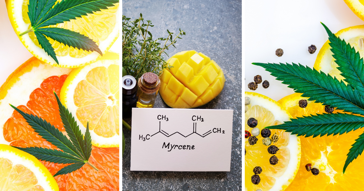 5 Dominant Terpenes Found in Mimosa